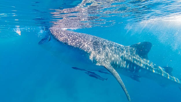 oslob-whale-shark-watching-oslob-cebu-island-philippines